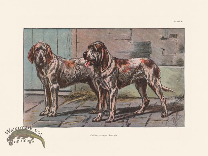 (image for) Les Chiens 041