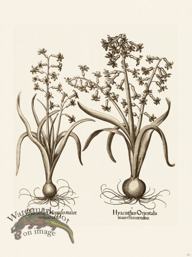 (image for) Besler 036 B1