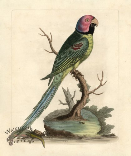 (image for) Edwards Parrot 27.jpg