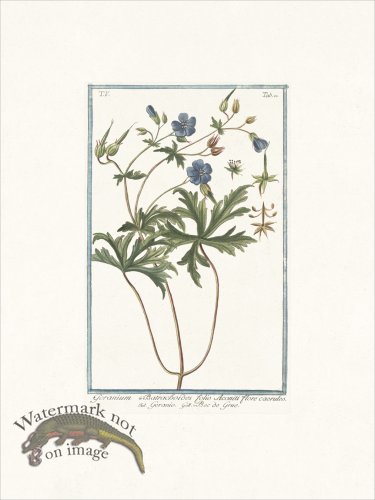 (image for) Bonelli 420 woodland geranium