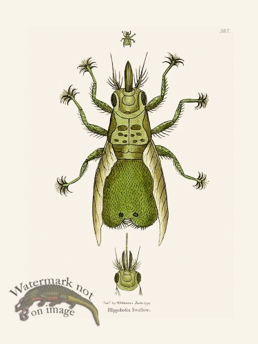 (image for) 387 Hippobosca Swallow