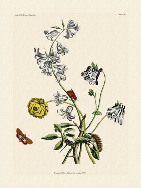 Wilkes Butterflies 056