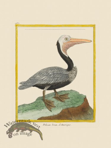 (image for) Martinet Bird 957