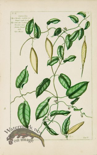 (image for) Buchoz Bot 55