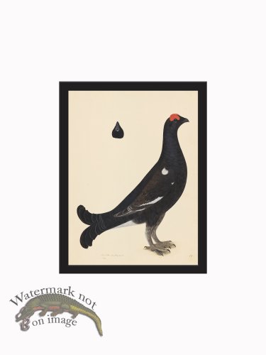 (image for) Rudbeck CFA_BF 19 BLACK GROUSE