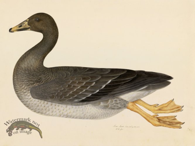 (image for) GREYLAG GOOSE . PL 21