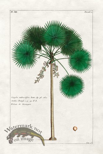 (image for) Buchoz Palm 07