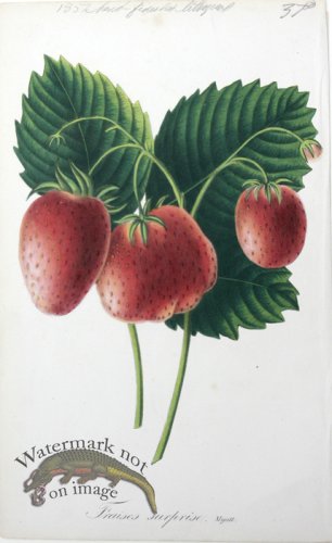 (image for) Houtteano_Bot_050