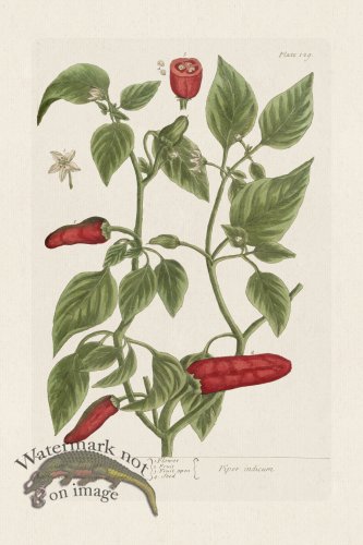 (image for) BEE 129 Guinea Pepper