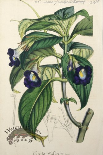 (image for) Houtteano_Bot_011