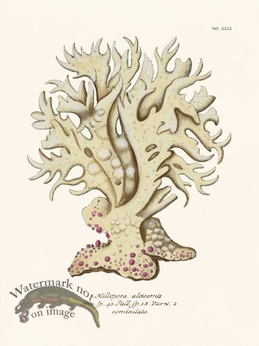 (image for) Esper Coral 029