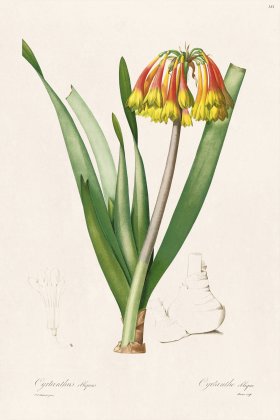 Les Liliacees Redoute 381