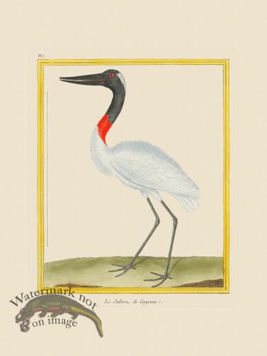 (image for) Martinet Bird 817