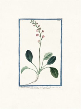 Bonelli 391 Shin-leaf