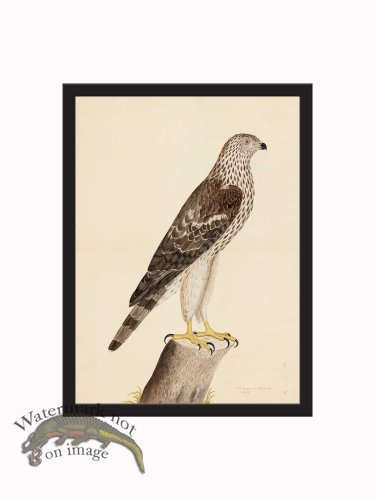 (image for) Rudbeck CFA_BF 09 HONEY BUZZARD