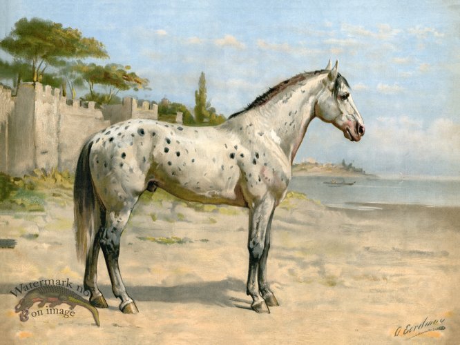 (image for) Turkish Horse by Eerelman