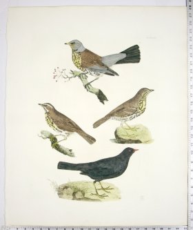 Fieldfare; Thrush; Redwing; Blackbird