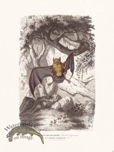 Bats of the World 16