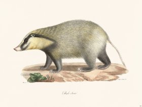Cuvier 202 Badger