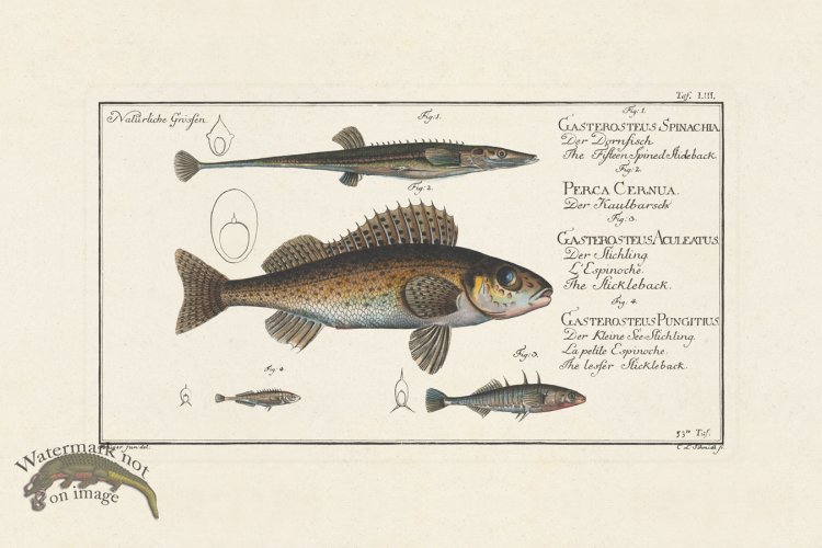 (image for) BLOCH FISH 053