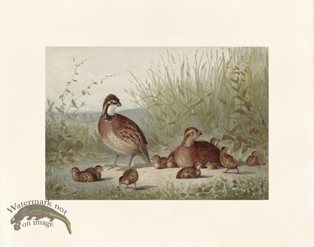(image for) Pope 05 American Quail