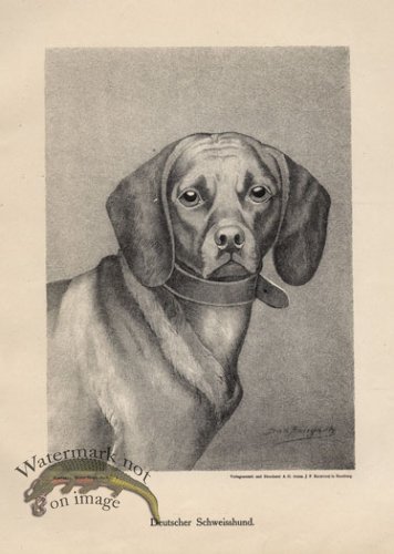 (image for) 1890s Dogs 09