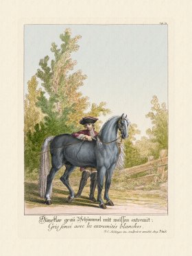 (image for) Ridingers Horses 21