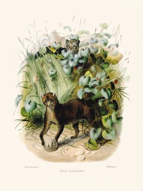 Elliot Cat 13 Jaguarondi Felis