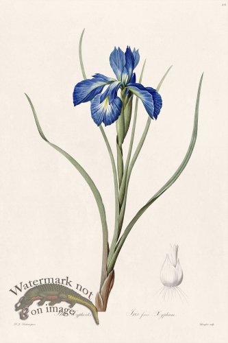 (image for) Les Liliacees Redoute 212