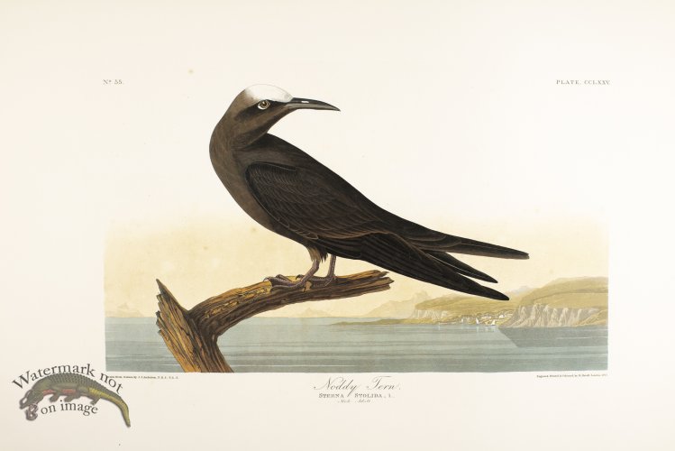 (image for) Noddy Tern