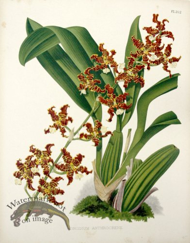 (image for) Linden Orchids 09