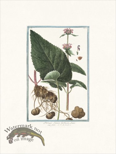 (image for) Bonelli 216 Sage