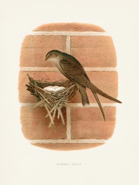 Thomas Gentry Bird 40