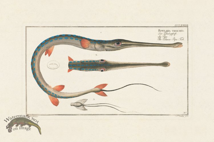 (image for) BLOCH FISH 387