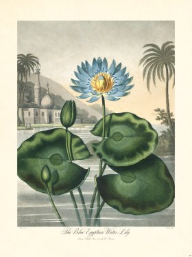 32 Egyptian Water Lily