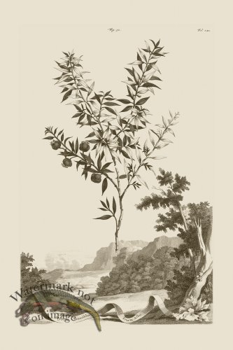 (image for) Abraham Munting 032