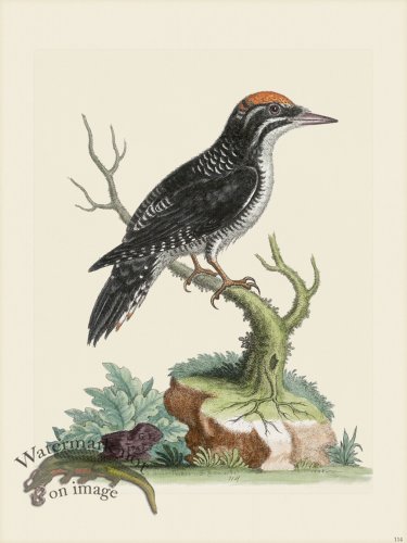 (image for) Edwards 114 3 toed Wood-pecker