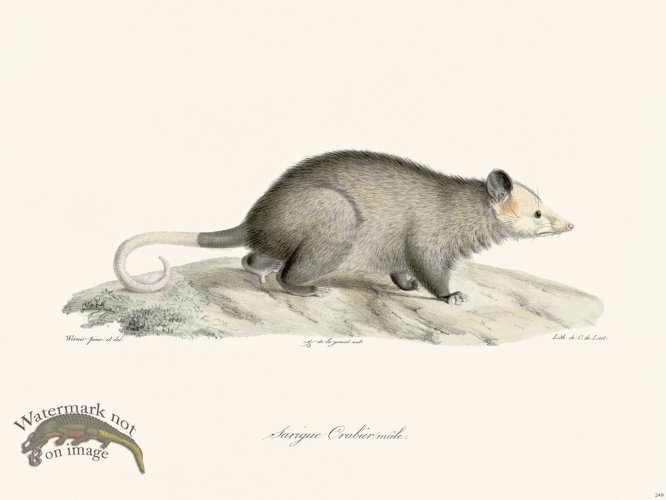 (image for) Cuvier 249 Male Crabeater