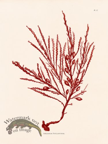 (image for) Oceanie 12