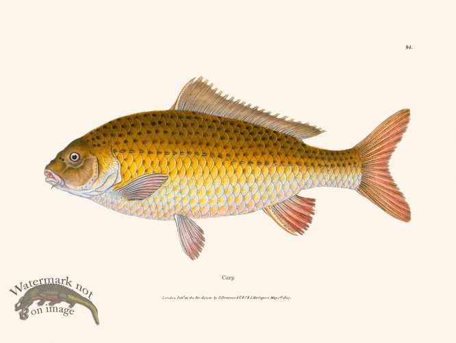 (image for) 094 Carp