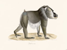 Cuvier 323 Very Old Drill