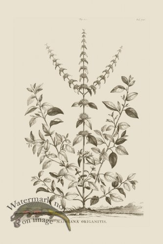 (image for) Abraham Munting 210