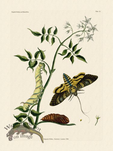 (image for) Wilkes Butterflies 021