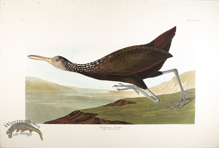 (image for) Scolopaceus Courlan