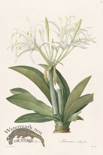 (image for) Les Liliacees Redoute 156