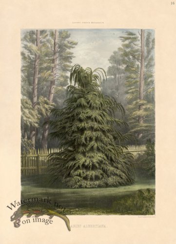 Western Hemlock or Abies Albertiana