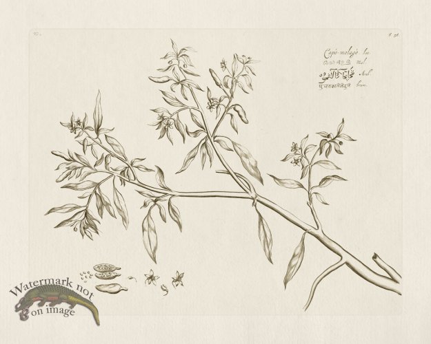 (image for) HORTUS VOL 02 56