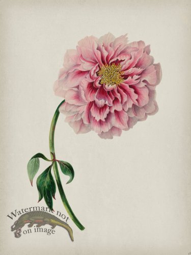 (image for) Andean Botanicals 038