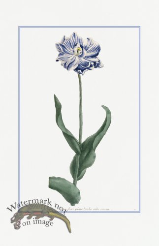 (image for) Blue Weinmann S 08