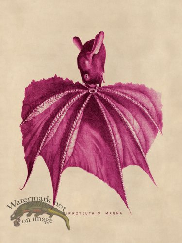 (image for) Octopus Pink 17